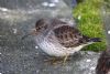 Purple Sandpiper at Southend Pier (Mike Bailey) (69147 bytes)
